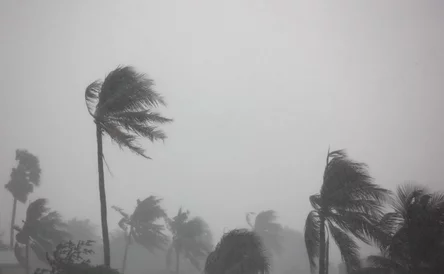 rain storm impact coconut tree,strong wind with gray sky before tornado,typhoon,or hurricane come.