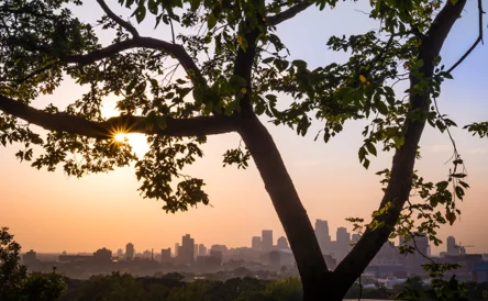 Tree with cityscape